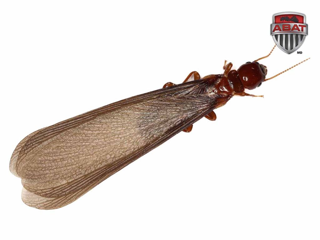 Isolated,Nevada,Dampwood,Termite,(zootermopsis,Nevadensis),From,The,Usa,On