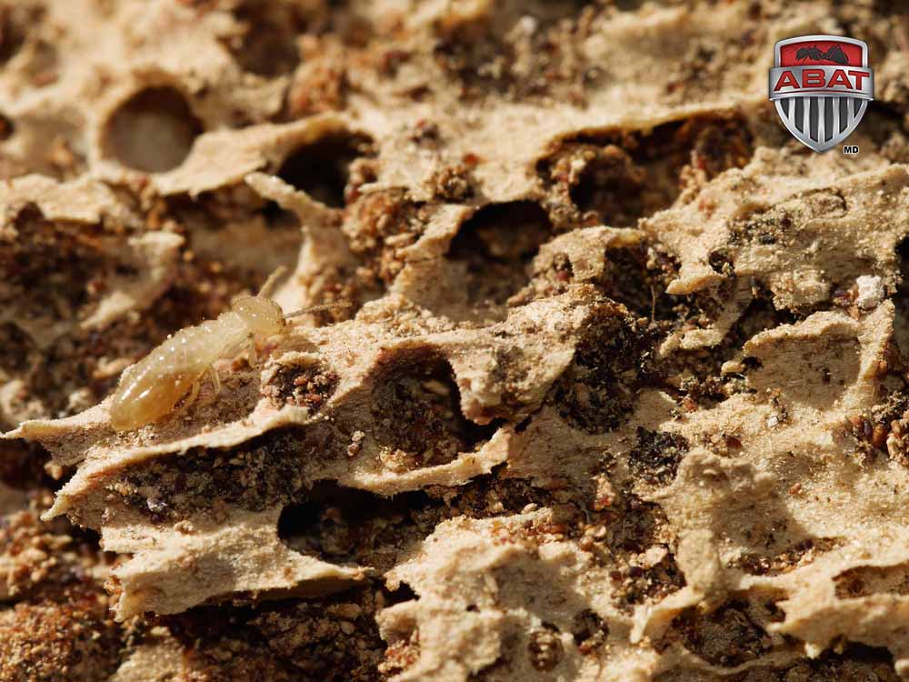 Termite,Worker,Of,Kalotermes,Flavicollis,Species,Going,Over,Rotten,Wood