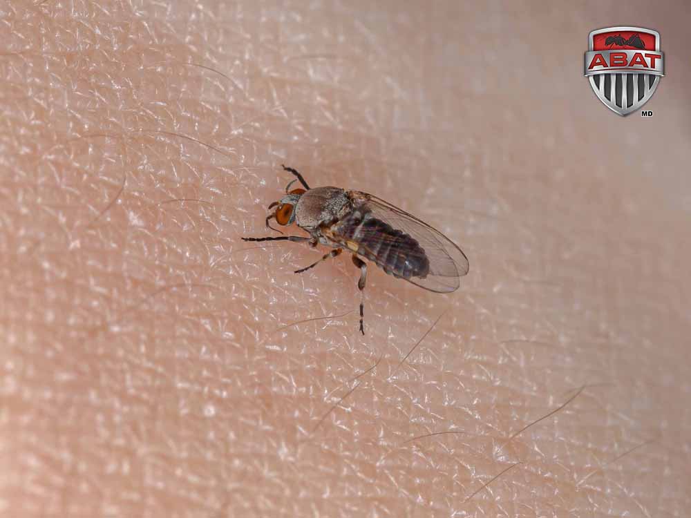 Adult,Black,Fly,Of,The,Family,Simuliidae,Sucking,Blood,From