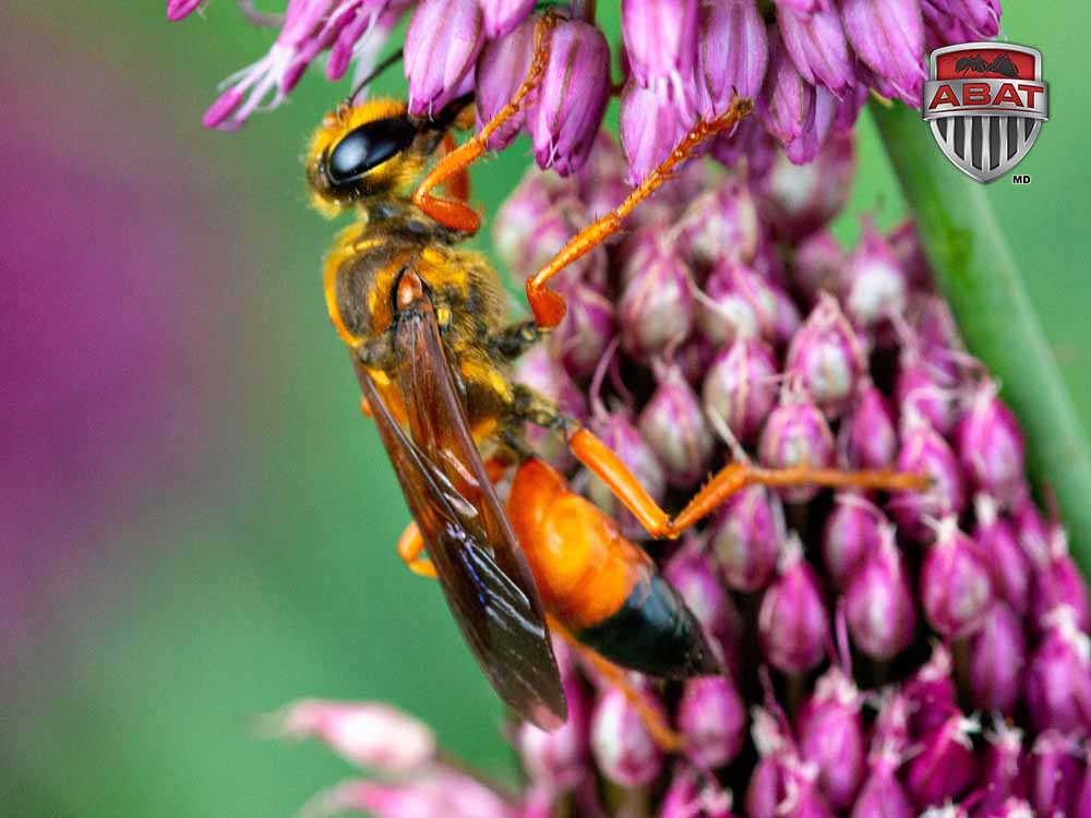 Closeup,Of,A,Great,Golden,Digger,Wasp,,Sphex,Ichneumoneus,,With La guepe sphex sur une fleur.