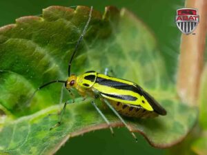 Punaise a quatre raies vu de cote sur une feuilles.
